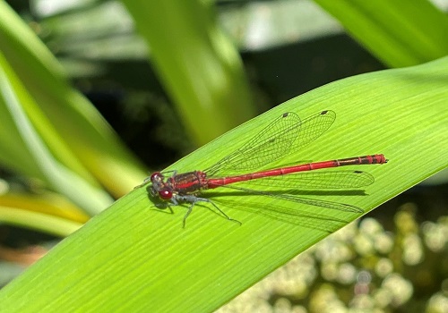 Libelle